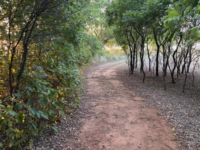 Dirt path bordered by untouched thick brush on the left and grazed, open woodland on the right