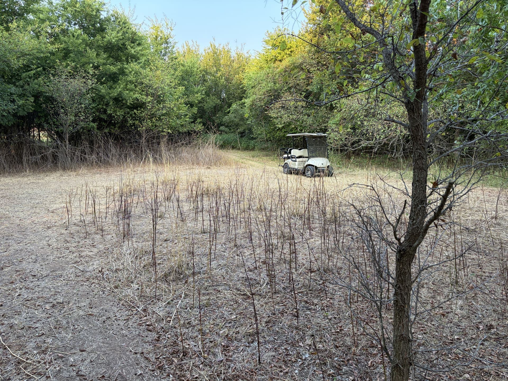 Cleared clearing with browse stripped to standing woody stems, surrounded by dense tree line