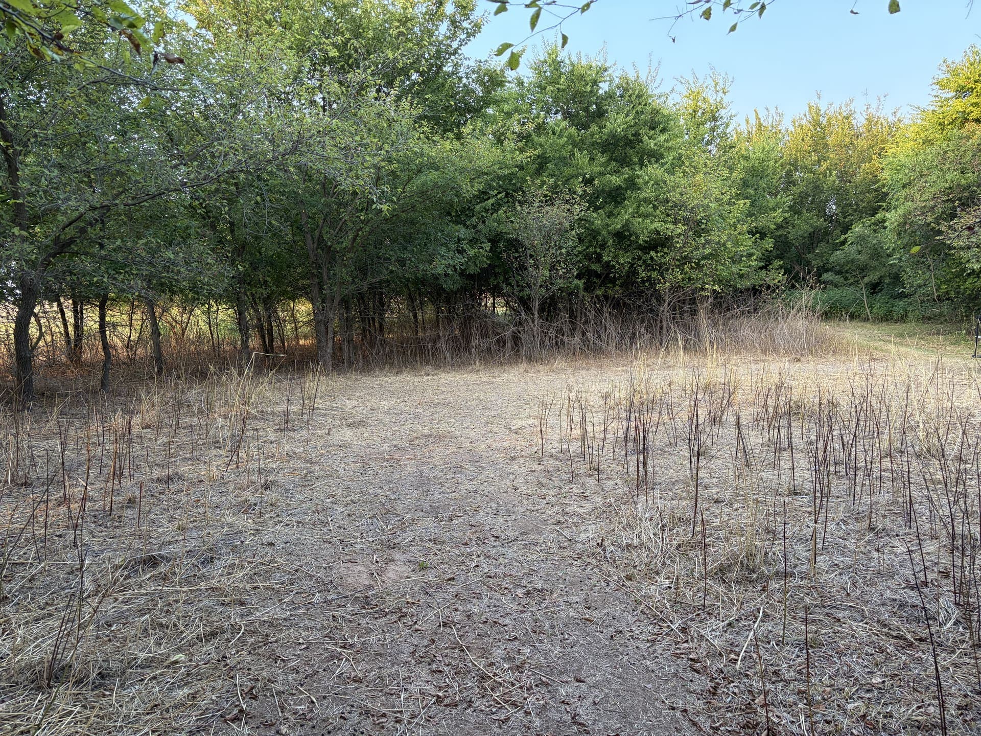 Open grazed field meeting an ungrazed brush wall at the tree line