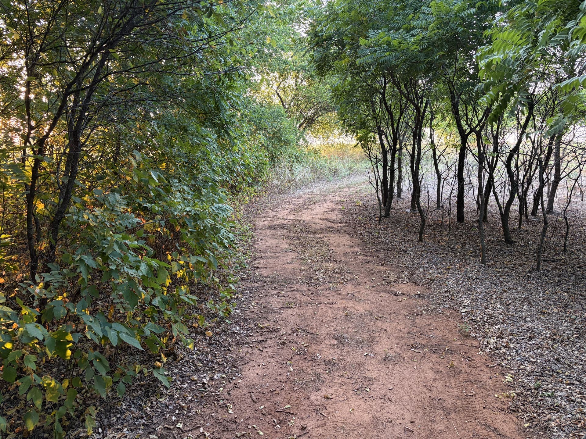Dirt path bordered by untouched thick brush on the left and grazed, open woodland on the right