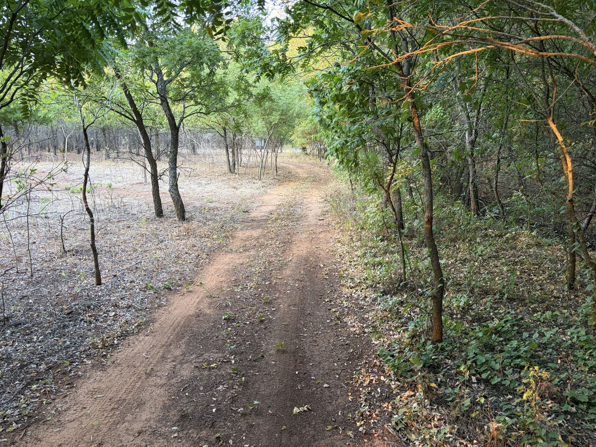 Ranch trail with dense green brush on one side and goat-cleared open understory on the other